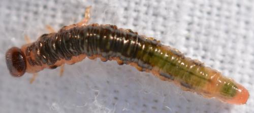 Nematus septentrionalis